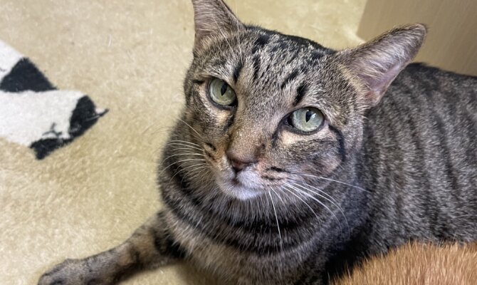 【お茶の水】〜キジ介〜
