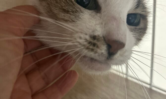 【お茶の水】〜クリープ〜