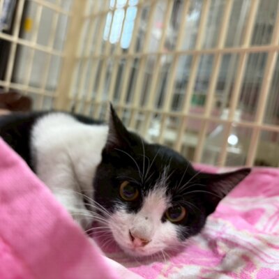 冬子【ちびびの森シェルター】