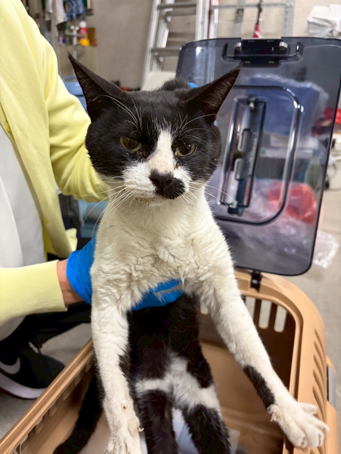 立冬【ちびびの森シェルター】 | ネコリパブリック｜日本の猫の殺処分