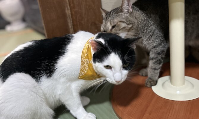 【お茶の水】〜光秀〜