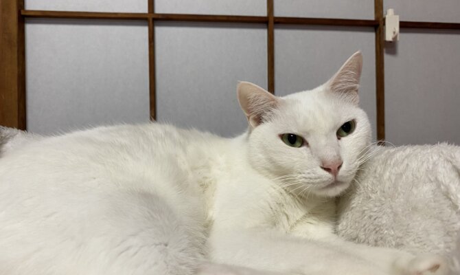 【お茶の水〜出雲〜】