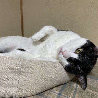                                 くの【お茶の水】