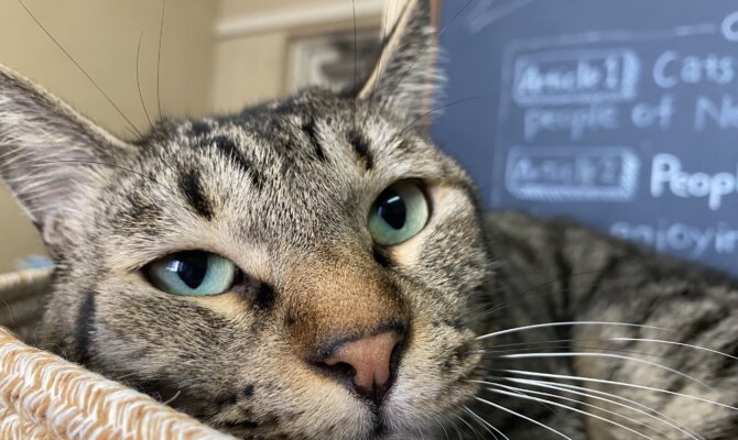 【お茶の水〜とらお〜】