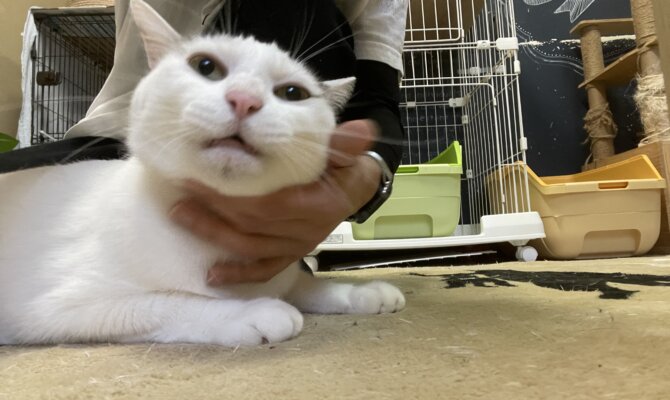 【レン吉】〜お茶の水〜