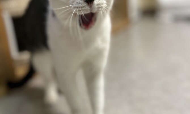 【お茶の水】〜ちまき〜