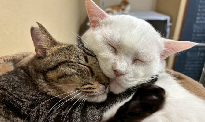 【お茶の水】〜お父さん〜