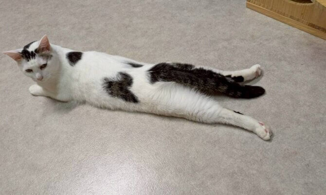 【お茶の水】〜レン吉〜