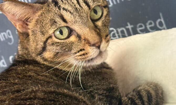 【お茶の水】〜キジ介〜