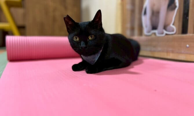 【お茶の水】〜チュロ〜