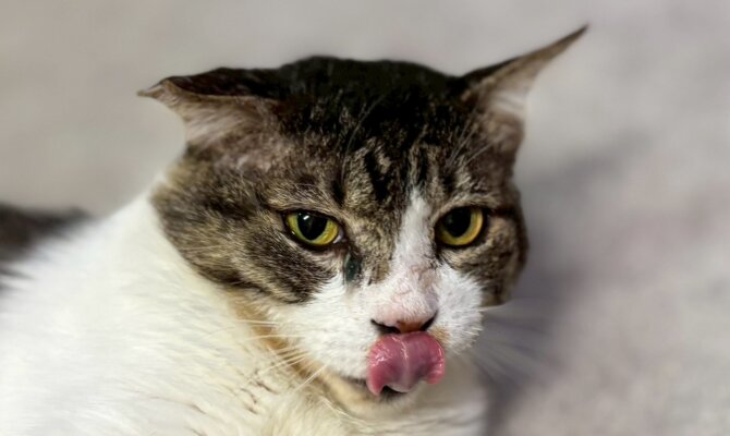 【お茶の水】〜ブディーノ〜