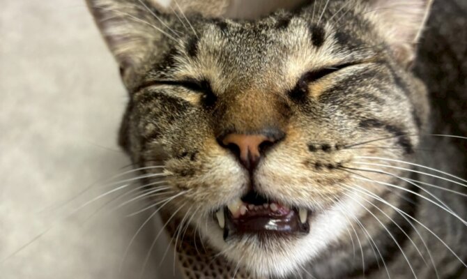 【お茶の水】〜ゴン〜