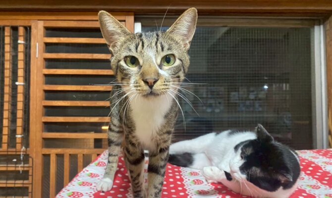 【お茶の水】〜あさづけ〜