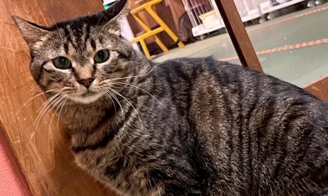 【お茶の水】〜ガーナ〜