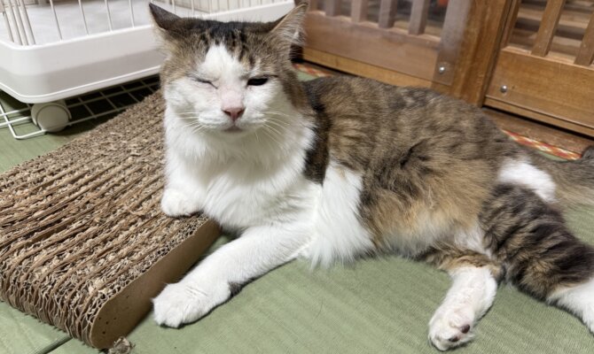 【お茶の水】〜新之助〜