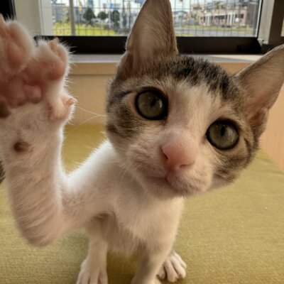 あんこ【千葉店】