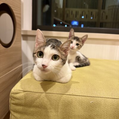 大福【千葉店】