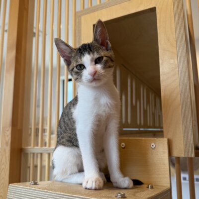 あんこ【千葉店】