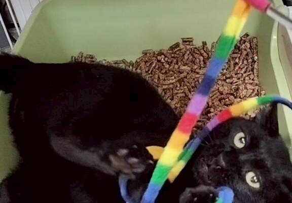 🐾✨昌文改め、ごまちゃんトライアル開始のお知らせ✨🐾 