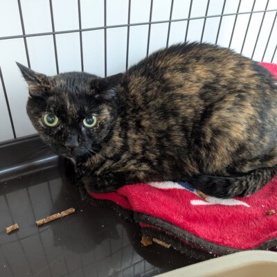 たまこ【高円寺】