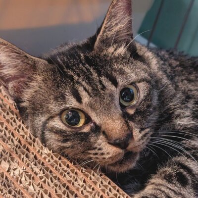 ポメロ【大阪ねこ浴場】