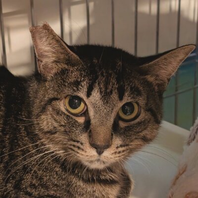 ザボン【大阪ねこ浴場】