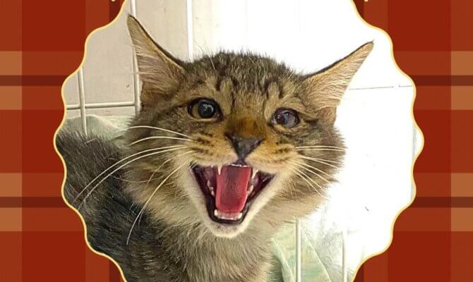 ぬくもりに出会う秋🍂岐阜キャットマッチングハウスで保護猫譲渡会🐈✨