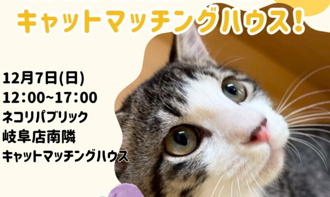 人馴れ抜群の保護猫たちに会える！岐阜キャットマッチングハウスでの譲渡会