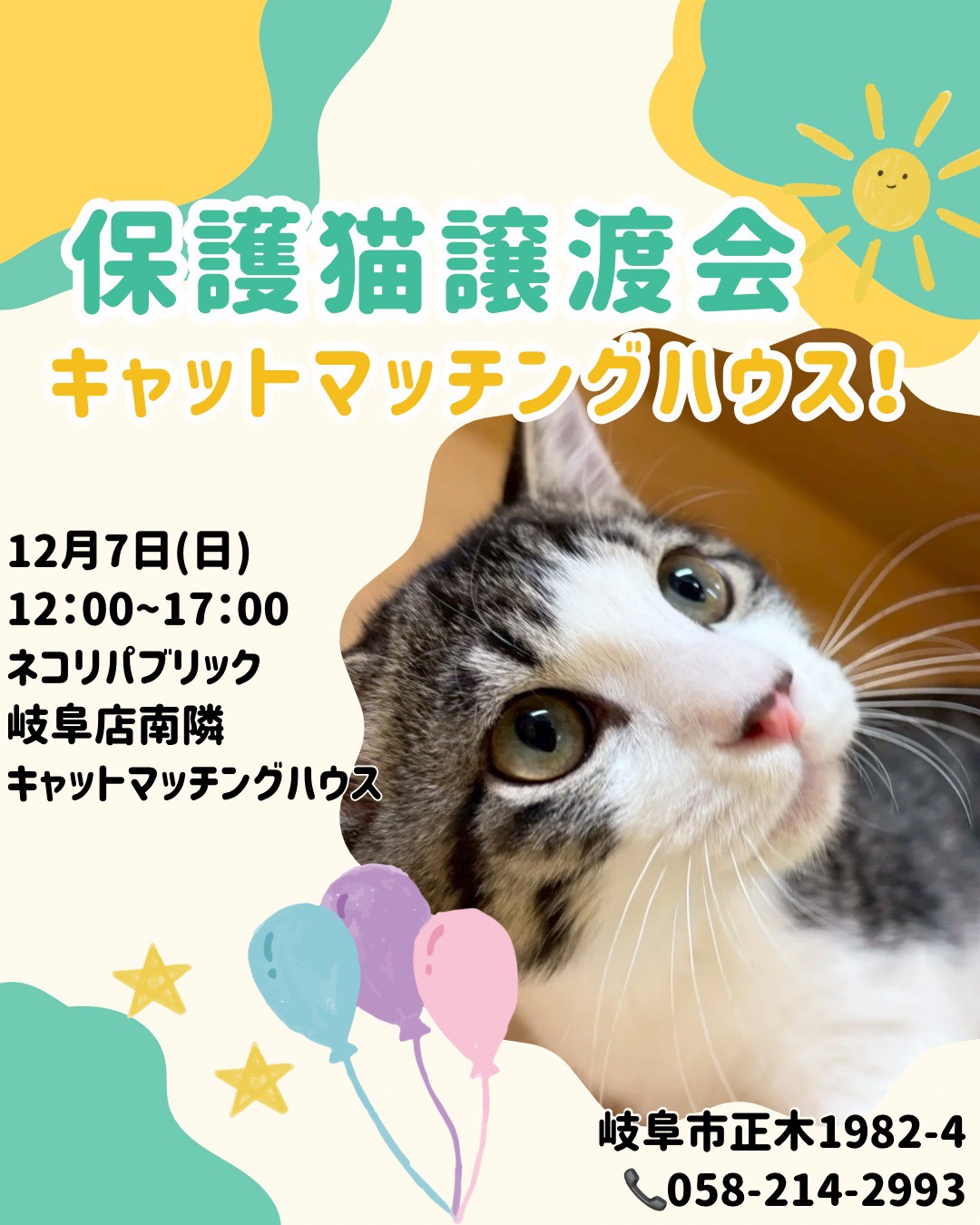 人馴れ抜群の保護猫たちに会える！岐阜キャットマッチングハウスでの