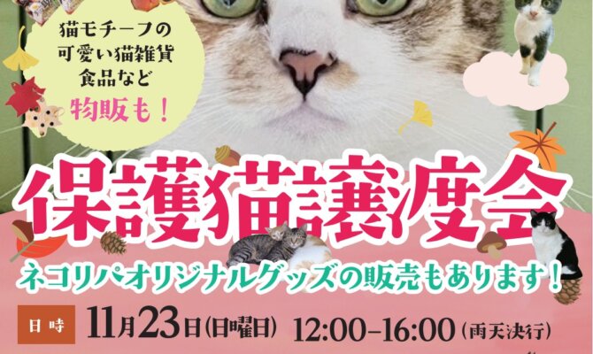 今回は子猫多めの！？🐾保護猫譲渡会🐾 in 大田区雪が谷大塚