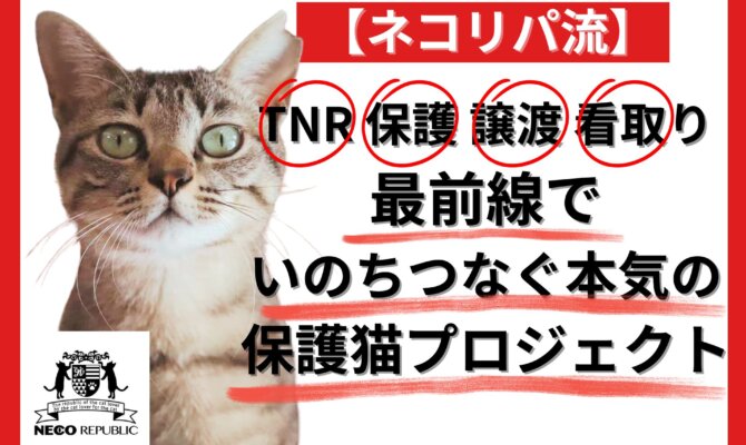 本気の「殺処分ゼロ」実現プロジェクト始動。猫の殺処分ゼロを“本当のゼロ”に！いのちを守るワンストップ保護猫プロジェクト、クラウドファンディング型ふるさと納税でスタート！