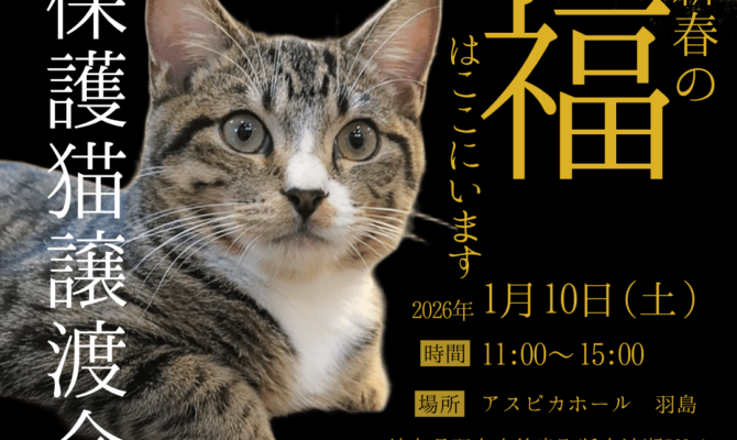 新春の福はここにいます。2026年最初の保護猫譲渡会 ＠アスピカホール羽島