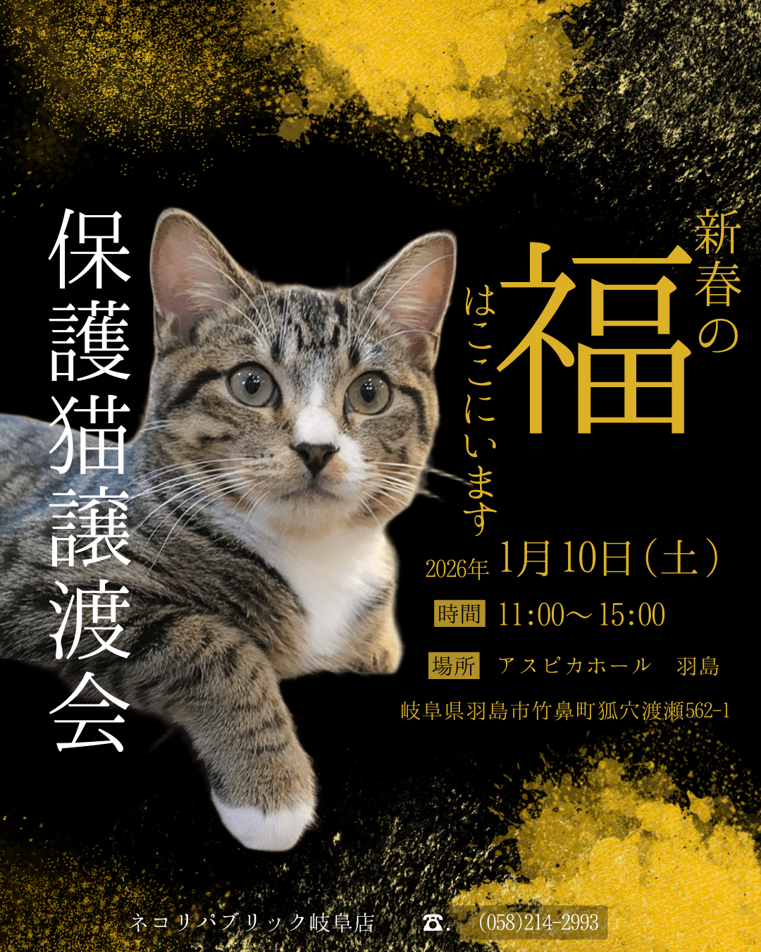 猫先輩　リピート割 楽天市場】【特典付】bibi Nyan ビビニャン ボックス型（1箱1枚入） 爪