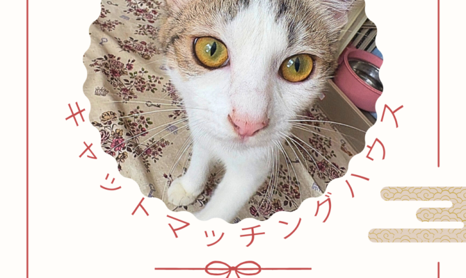 猫との暮らしがもっと楽しみになる譲渡会 in キャットマッチングハウス