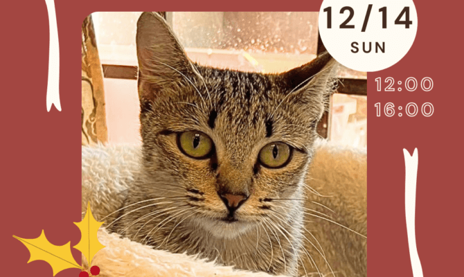 岐阜店年内あと2回の保護猫譲渡会 ！ しあわせの出会い納めに＠オアシスパーク