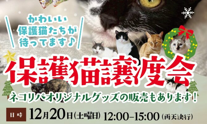 保護猫たちに家族というXmasプレゼントを！！譲渡会開催します🎉