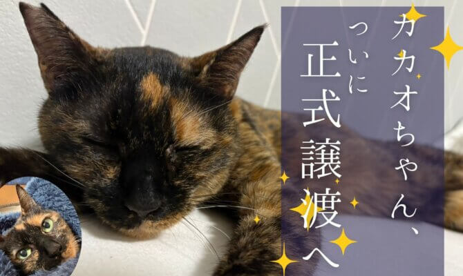 ✨️🍫カカオちゃん正式譲渡へ🍫✨️【大阪ねこ浴場】