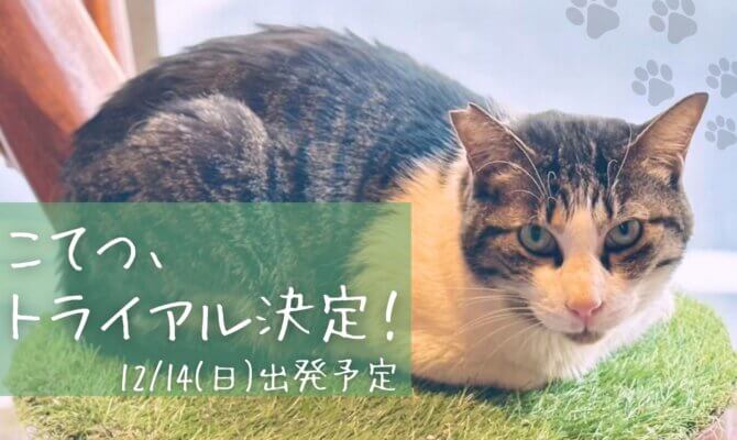 こてつトライアルにいってきます💪【大阪ねこ浴場】