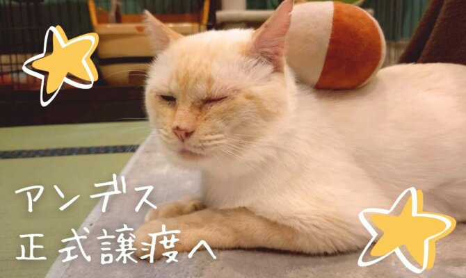 アンデス、正式譲渡へ🏔️✨️