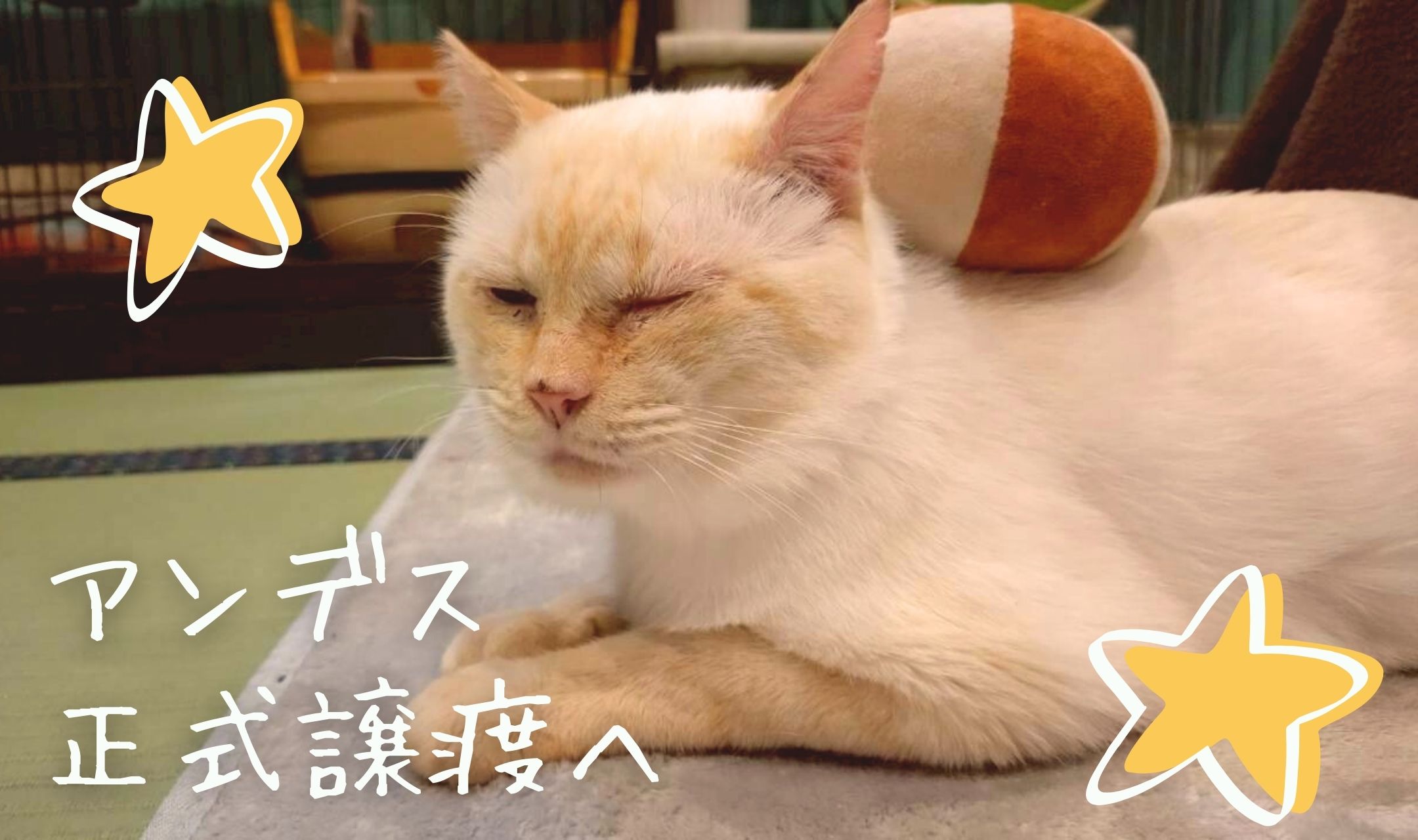 アンデス、正式譲渡へ?️✨️【大阪ねこ浴場】 | ネコリパブリック 