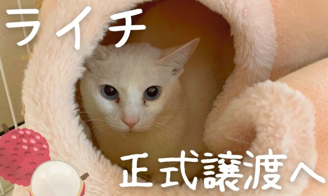 なんとライチも❗️正式譲渡へ✨️【大阪ねこ浴場】