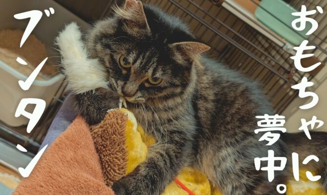 【大阪ねこ浴場】おもちゃに夢中なブンタン、野生の本能爆発💥