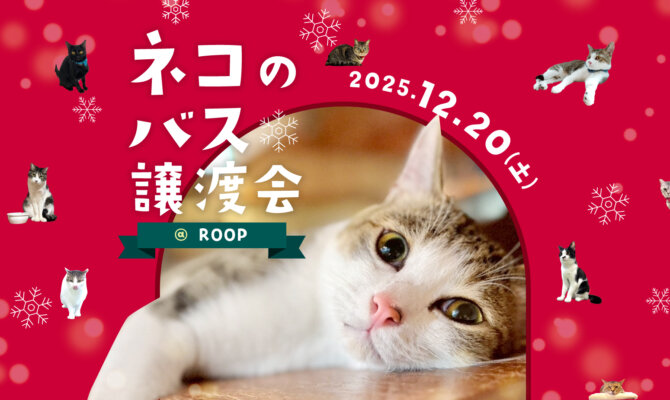 【クリスマス直前❗️】大阪・鶴見で保護ネコ譲渡会がやってくる🎄🎁✨️