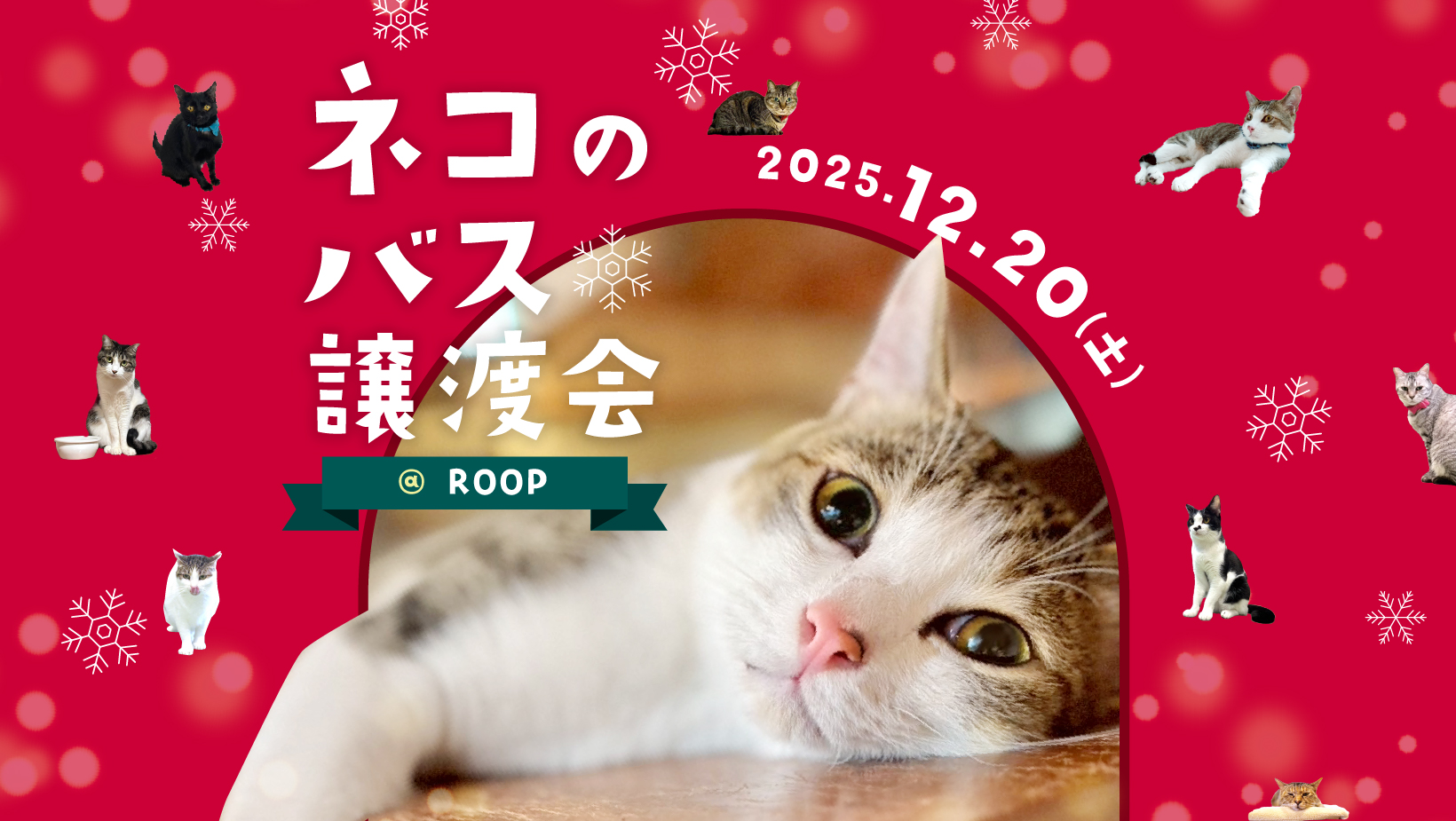 クリスマス直前❗️】大阪・鶴見で保護ネコ譲渡会がやってくる