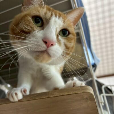 ボジョレー【高円寺】