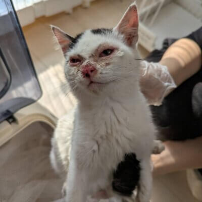 ロキ【ちびびの森シェルター】