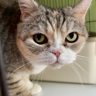 マドンナ【高円寺】