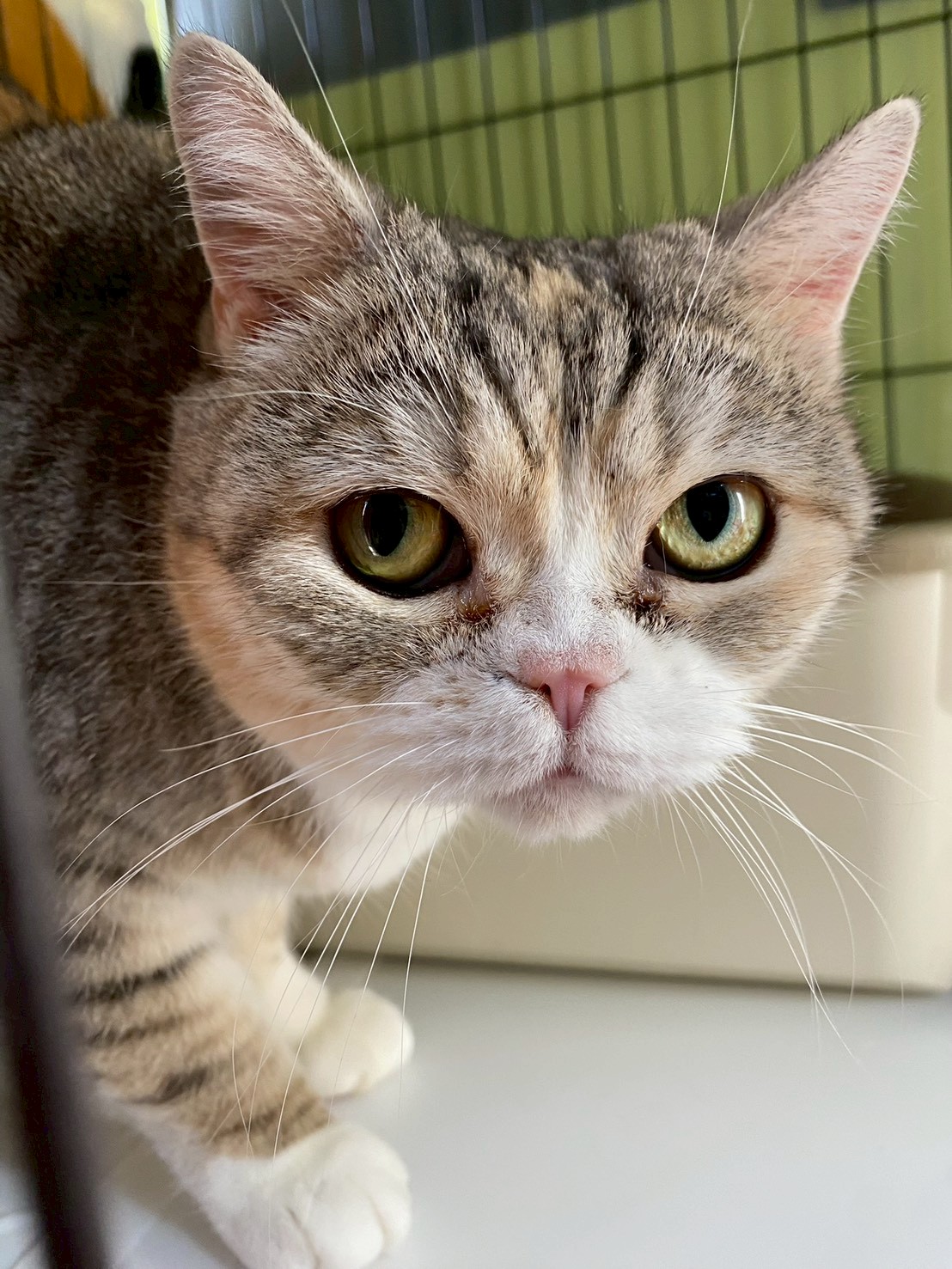 マドンナ【高円寺】 | ネコリパブリック｜日本の猫の殺処分をゼロに！