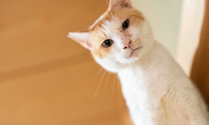 腎臓病と闘ったスピネルくんにじのはしを渡りました🌈