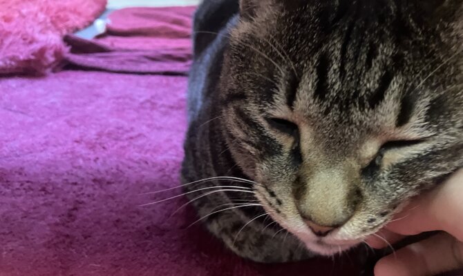 【お茶の水】〜ゴン〜